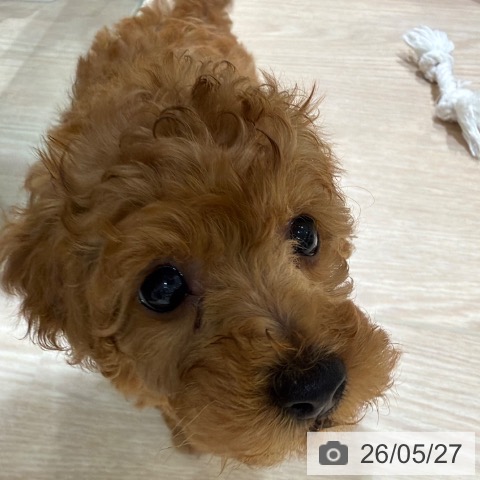 神奈川県のトイプードル(トイ) (ペットプラス 川崎ルフロン店/2026年3月25日生まれ/男の子/アプリコット)の子犬の4枚目の画像
