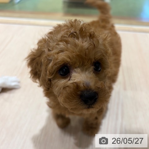 神奈川県のトイプードル(トイ) (ペットプラス 川崎ルフロン店/2026年3月25日生まれ/男の子/アプリコット)の子犬の3枚目の画像