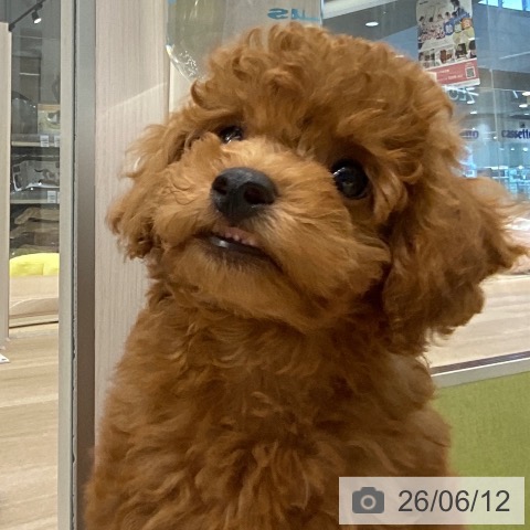 東京都のトイプードル(トイ) (ペットプラス むさし村山店/2026年3月25日生まれ/男の子/レッド)の子犬の4枚目の画像