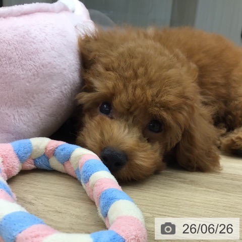 東京都のトイプードル(トイ) (ペットプラス むさし村山店/2026年3月25日生まれ/男の子/レッド)の子犬の3枚目の画像
