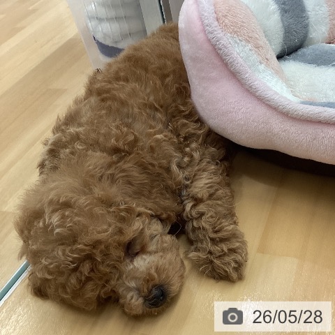 長野県のトイプードル(トイ) (ペットプラス 松本店/2026年3月25日生まれ/男の子/アプリコット)の子犬の3枚目の画像