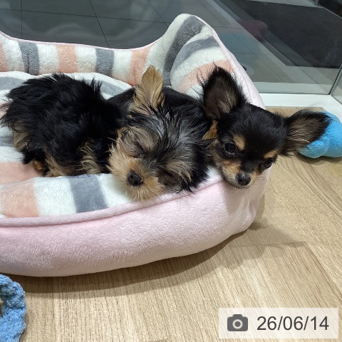 ペットプラス 甲府国母店 | ヨークシャー・テリアの詳細情報 | 子犬