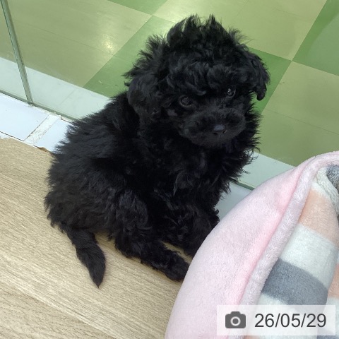 山梨県のトイプードル(トイ) (ペットプラス 甲府昭和店/2026年3月25日生まれ/女の子/ブラック)の子犬の4枚目の画像
