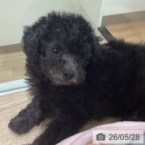 宮城県のトイプードル(トイ) (ペットプラス 名取店/2026年3月25日生まれ/男の子/シルバー)の子犬の4枚目の画像