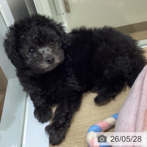 宮城県のトイプードル(トイ) (ペットプラス 名取店/2026年3月25日生まれ/男の子/シルバー)の子犬の3枚目の画像