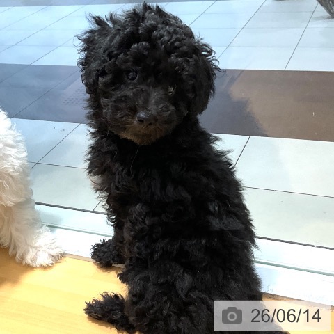 埼玉県のトイプードル(トイ) (ペットプラス 与野店/2026年3月25日生まれ/男の子/ブラック)の子犬の4枚目の画像