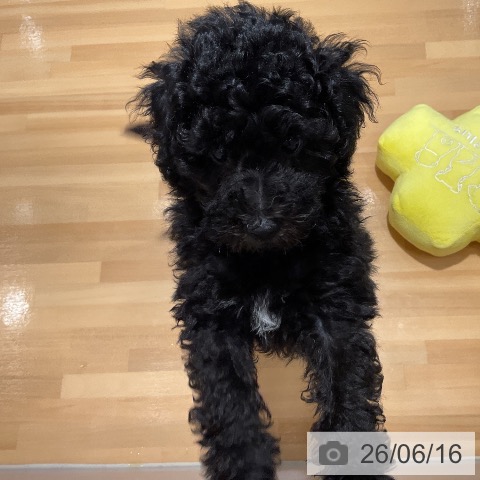 埼玉県のトイプードル(トイ) (ペットプラス 与野店/2026年3月25日生まれ/男の子/ブラック)の子犬の3枚目の画像
