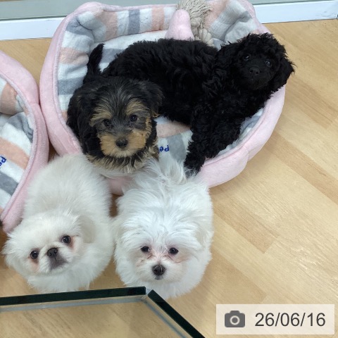 埼玉県のトイプードル(トイ) (ペットプラス 羽生店/2026年3月25日生まれ/男の子/ブラック)の子犬の4枚目の画像