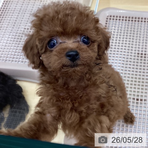 長野県のトイプードル(トイ) (ペットプラス 松本店/2026年3月25日生まれ/女の子/レッド)の子犬の4枚目の画像