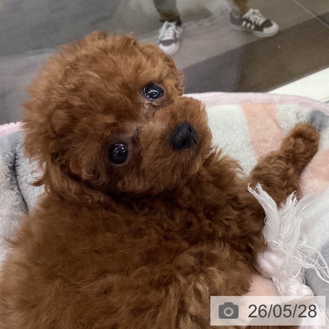長野県のトイプードル(トイ) (ペットプラス 松本店/2026年3月25日生まれ/女の子/レッド)の子犬の3枚目の画像