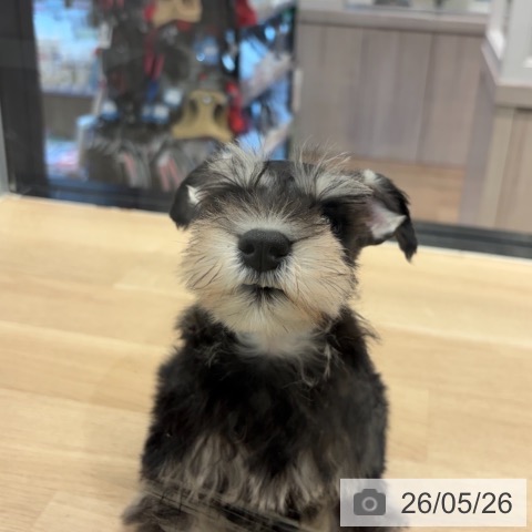 ミニチュア・シュナウザーの写真
