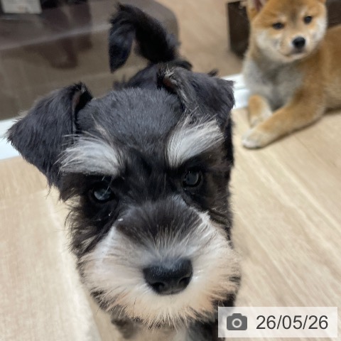 ミニチュア・シュナウザーの写真