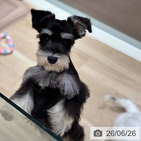 ミニチュア・シュナウザーの写真