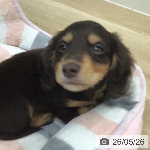 ミニチュア・ダックスフンドの写真