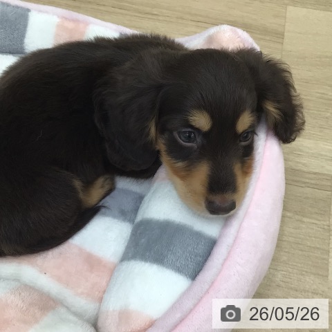 ミニチュア・ダックスフンドの写真