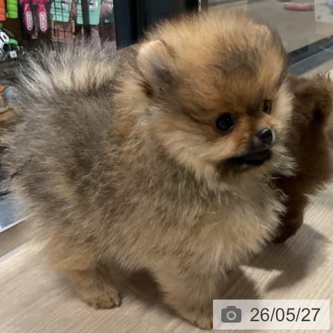 ポメラニアンの写真
