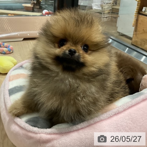 ポメラニアンの写真