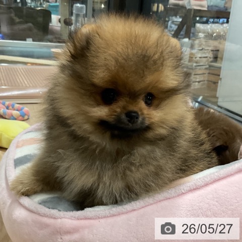 ポメラニアンの写真