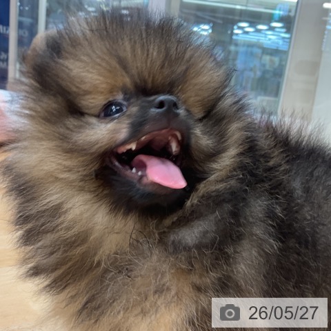 ポメラニアンの写真