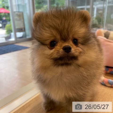 ポメラニアンの写真