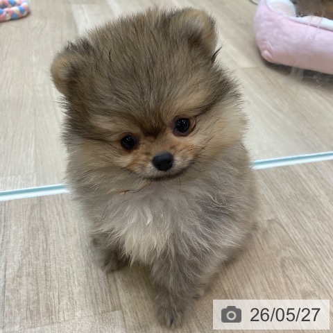 ポメラニアンの写真