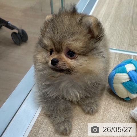 ポメラニアンの写真