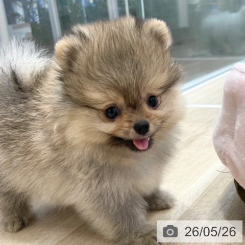 ポメラニアンの写真