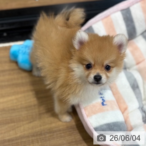 埼玉県のポメラニアン (ペッツワン 新座店/2026年3月25日生まれ/男の子/オレンジ)の子犬の4枚目の画像