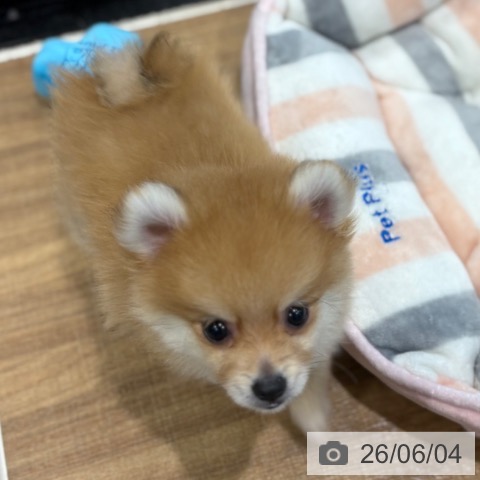埼玉県のポメラニアン (ペッツワン 新座店/2026年3月25日生まれ/男の子/オレンジ)の子犬の3枚目の画像