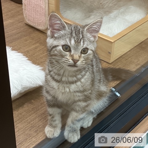 埼玉県のアメリカンショートヘアー (ペッツワン 吉川美南店/2026年3月20日生まれ/男の子/シルバータビー)の子猫の4枚目の画像