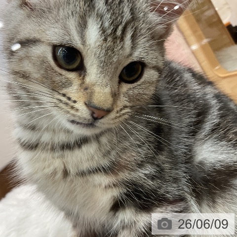 埼玉県のアメリカンショートヘアー (ペッツワン 吉川美南店/2026年3月20日生まれ/男の子/シルバータビー)の子猫の3枚目の画像