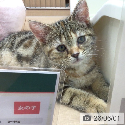 埼玉県のアメリカンショートヘアー (ペッツワン 新座店/2026年3月19日生まれ/女の子/ブラウンパッチドタビー)の子猫の4枚目の画像