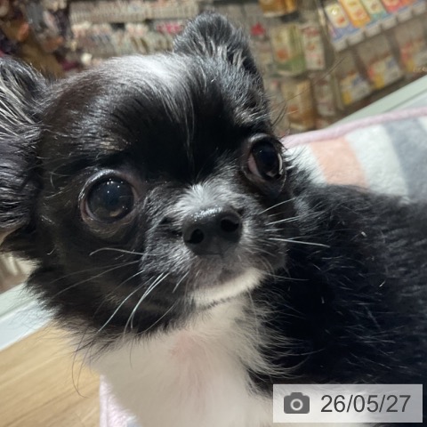 チワワの写真