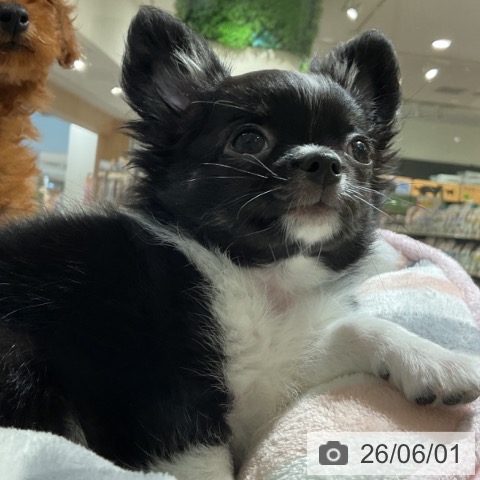神奈川県のチワワ(ロング) (ペットプラス 湘南平塚店/2026年3月18日生まれ/男の子/ブラックタンホワイト)の子犬の4枚目の画像