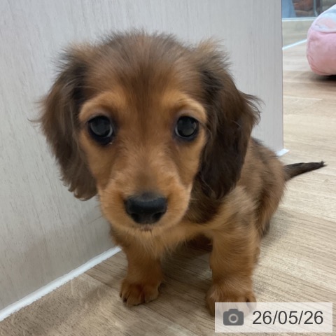 神奈川県のカニンヘンダックスフンド(ロング) (ペットプラス テラスモール湘南店/2026年3月23日生まれ/女の子/レッドダップル)の子犬の3枚目の画像