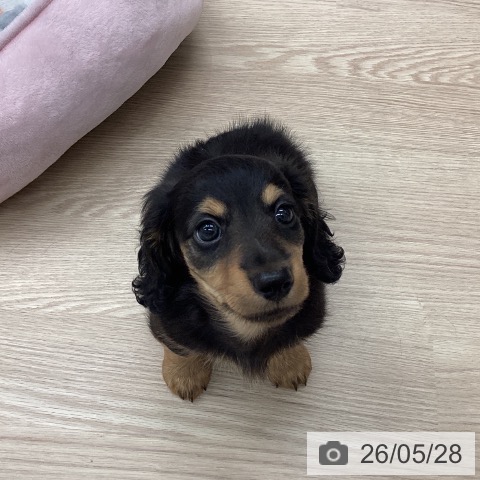 埼玉県のカニンヘンダックスフンド(ロング) (ペットプラス 八潮店/2026年3月25日生まれ/男の子/ブラックタン)の子犬の3枚目の画像