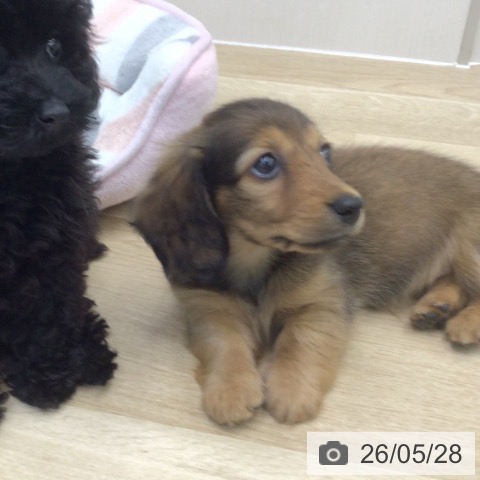 福島県のカニンヘンダックスフンド(ロング) (ペットプラス 福島店/2026年3月25日生まれ/女の子/レッド)の子犬の4枚目の画像