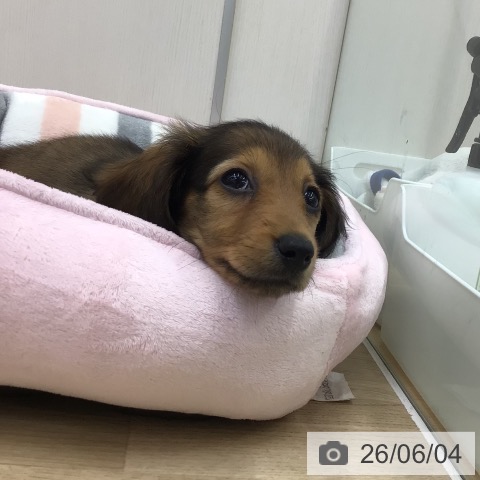 福島県のカニンヘンダックスフンド(ロング) (ペットプラス 福島店/2026年3月25日生まれ/女の子/レッド)の子犬の3枚目の画像