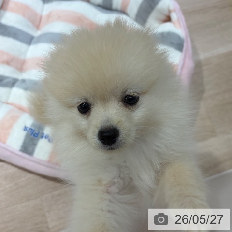 ポメラニアンの写真