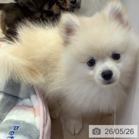 ポメラニアンの写真