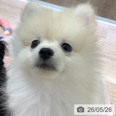 ポメラニアンの写真