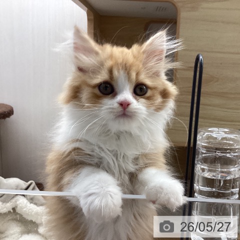 スコティッシュフォールドの写真