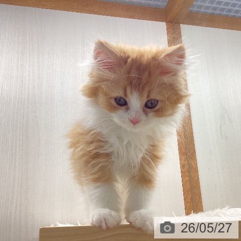 スコティッシュフォールドの写真