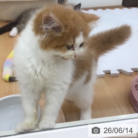 青森県のスコティッシュフォールド (ペットプラス 青森浜田店/2026年3月21日生まれ/女の子/レッドタビーホワイト)の子猫の4枚目の画像