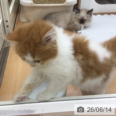 青森県のスコティッシュフォールド (ペットプラス 青森浜田店/2026年3月21日生まれ/女の子/レッドタビーホワイト)の子猫の3枚目の画像