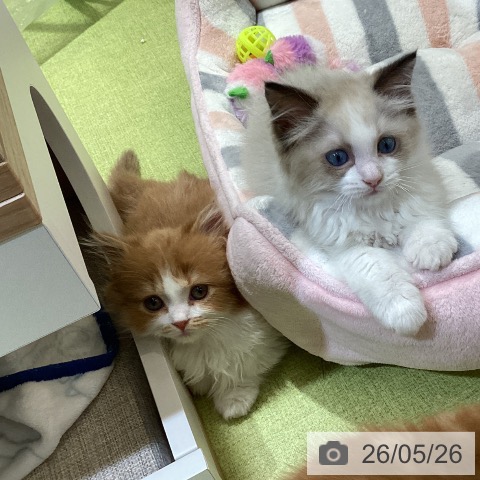 マンチカンの写真