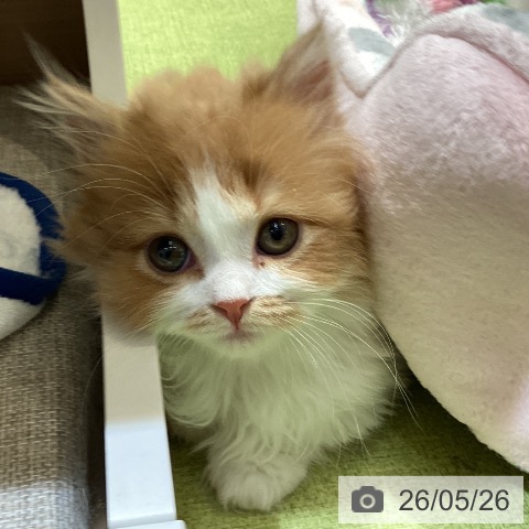 マンチカンの写真
