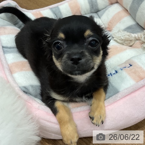 神奈川県のチワワ(ロング) (ペッツワン 小田原店/2026年3月20日生まれ/女の子/ブラックタンホワイト)の子犬の4枚目の画像