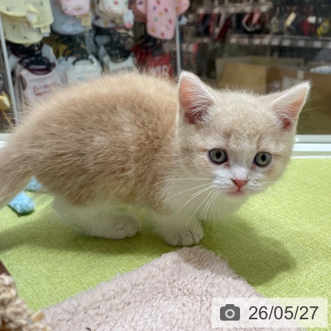マンチカンの写真