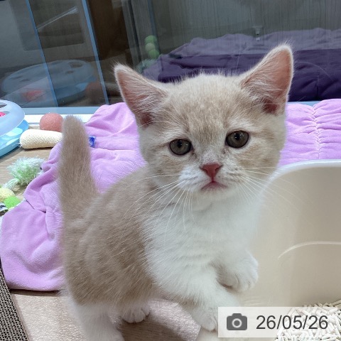 マンチカンの写真